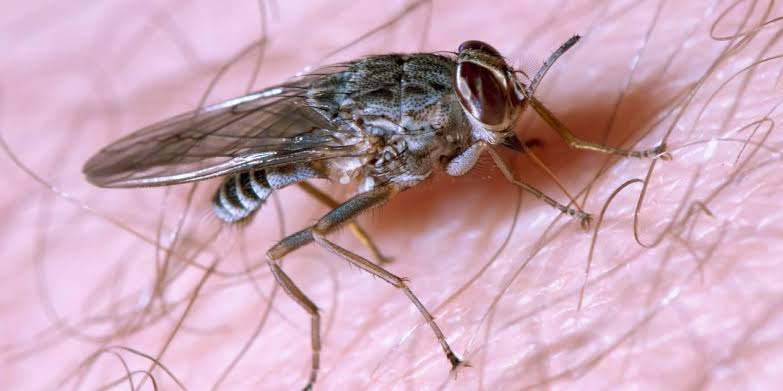 Safari clothing color guide blue black tsetse flies – light vs dark colored safari clothing