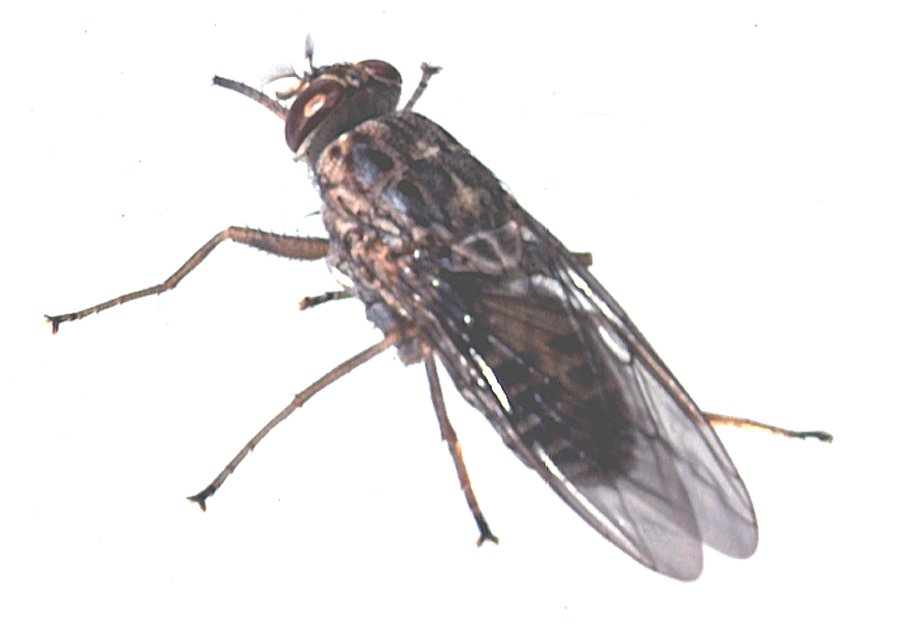 Safari clothing color guide blue black tsetse flies – recommended neutral safari colors