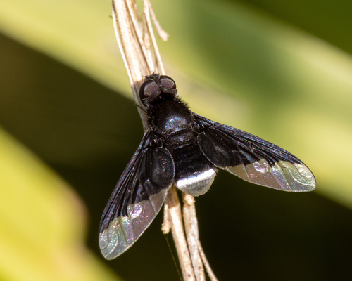 Safari clothing color guide blue black tsetse flies – safari vehicle with neutral clothing
