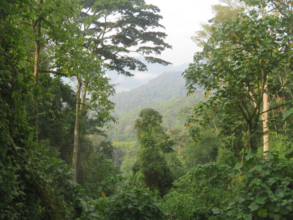 5-Day Uganda Safari