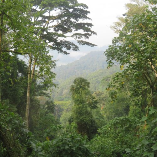 5-Day Uganda Safari