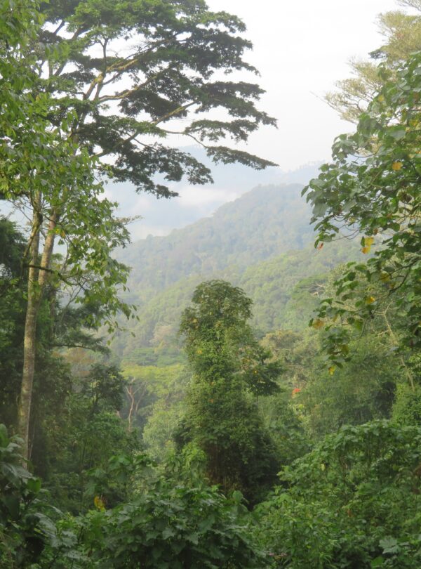 5-Day Uganda Safari