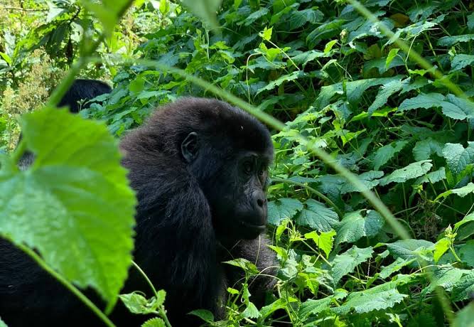Self drive Uganda gorilla trekking 4x4 rental – typical road conditions in Bwindi area