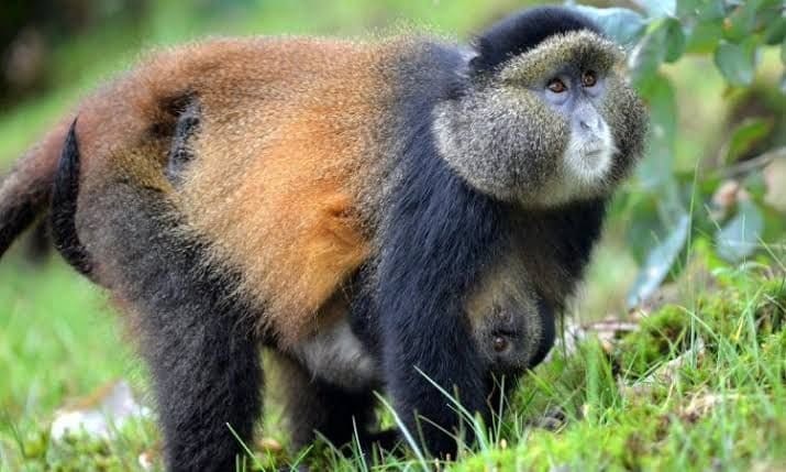 Singes dorés dans le parc national de Mgahinga – safari primates Afraeka Adventures