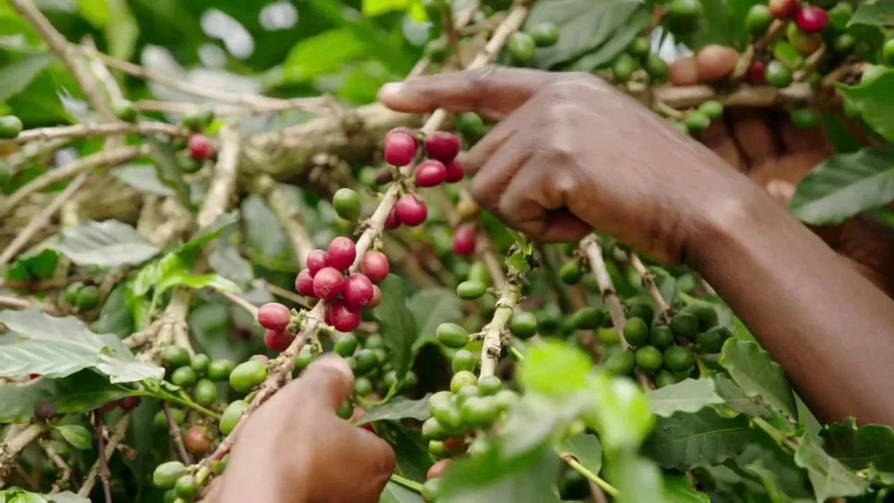 Coffee tour at Kyarumba slow travel village homestay in Rwenzori foothills