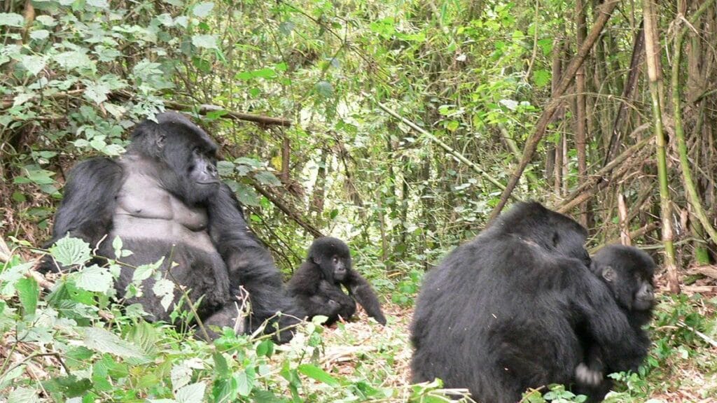 Safari Ouganda 2025/2026 – Budget & Coût du Voyage Ouganda Guide Complet