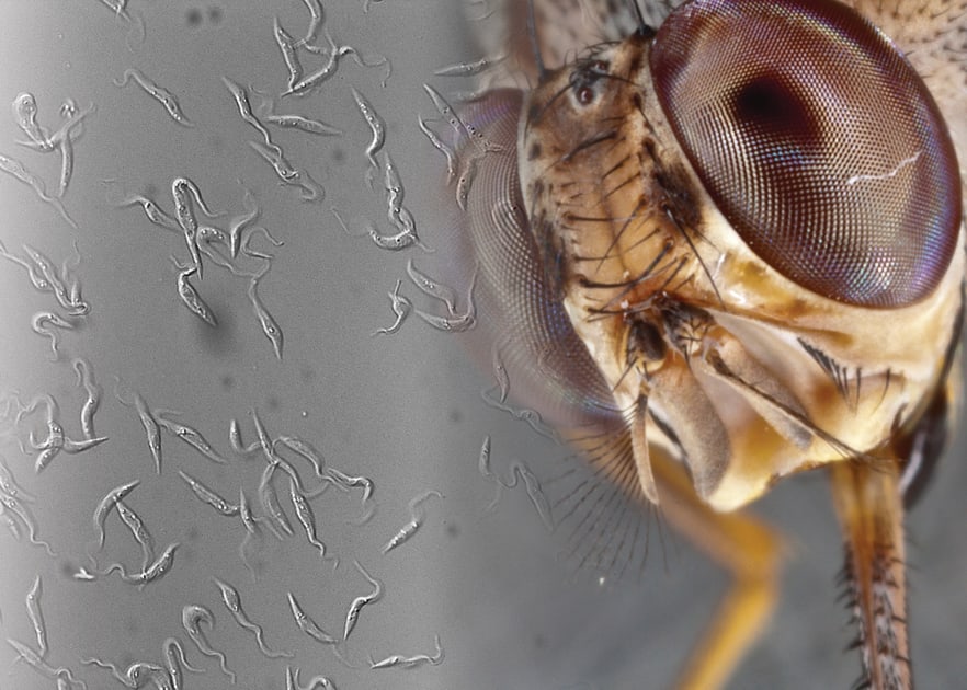 Tsetse fly bites Murchison Falls prevention – tsetse fly bite on skin
