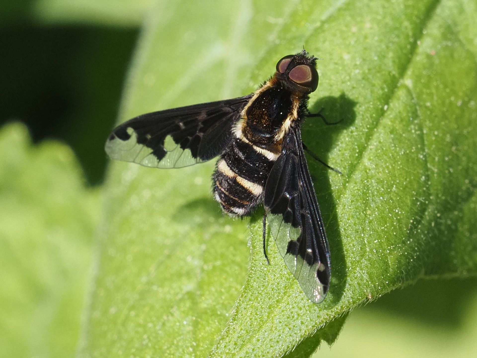 Tsetse fly bites Murchison Falls prevention – safari vehicle in Murchison Falls National Park