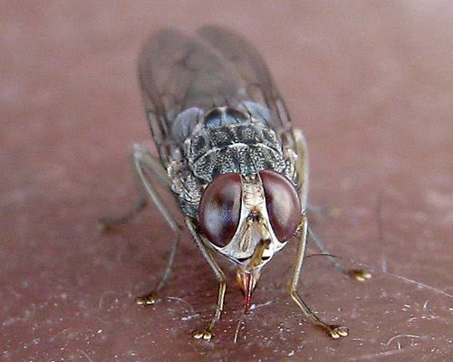 Tsetse fly bites Murchison Falls prevention – tsetse fly on clothing in Murchison Falls
