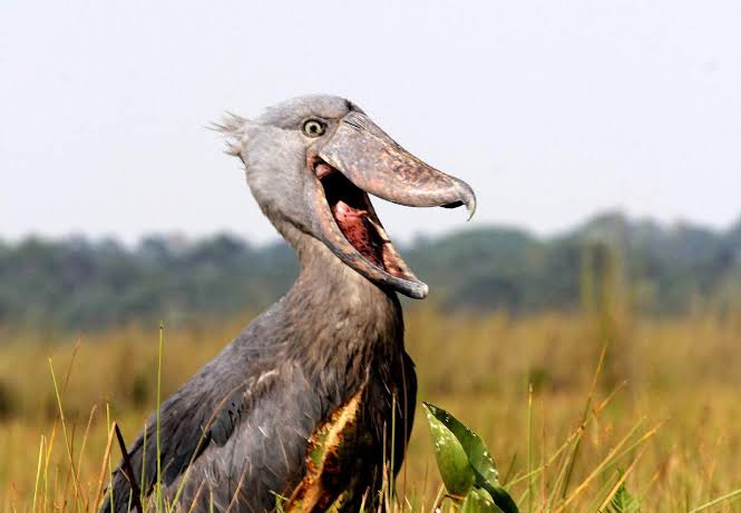 Birding in Uganda 2026: Top Spots, Endemic Species & Expert Safari Guide