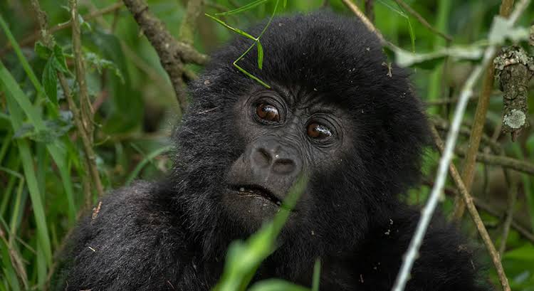 Gorilla Trekking Uganda vs DRC 2026 – The Ultimate Cost, Safety & Experience Guide