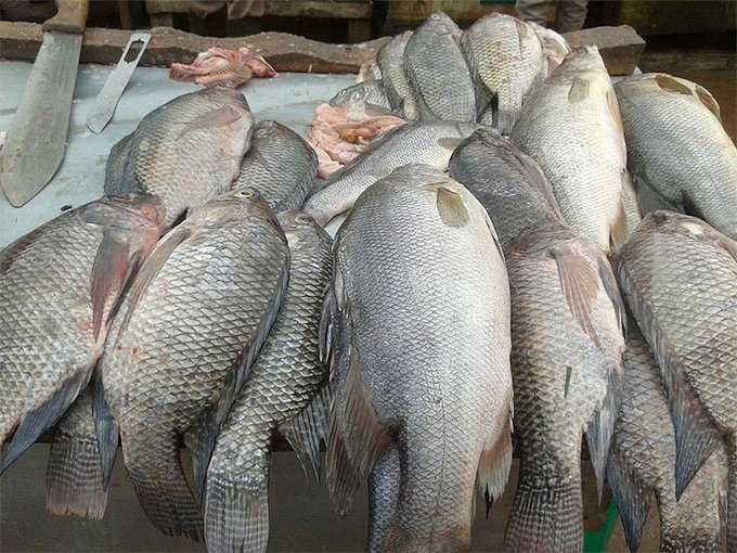 Uganda fishing trips guide catching a giant Nile perch on Lake Victoria
