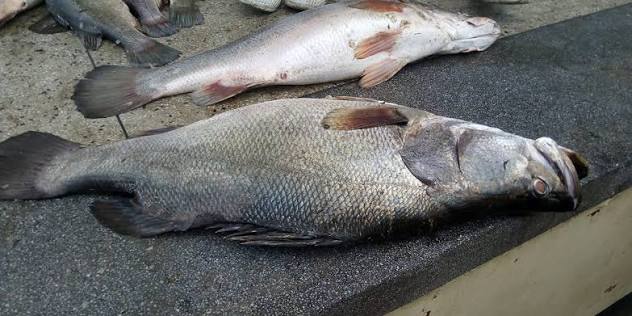 Best Uganda fishing trips on Lake Victoria with fishing boat and gear