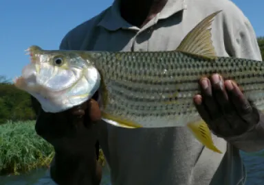 Tigerfish caught during Uganda fishing trips on the River Nile
