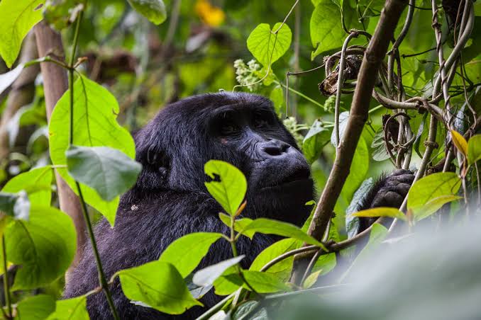 The Cost of a Gorilla Permit in Uganda 2026: A Complete Guide