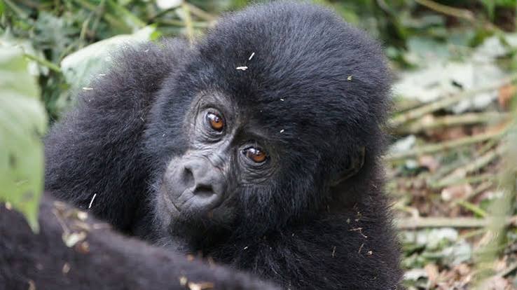 Best Time for Gorilla Trekking in Uganda 2026: Monthly Guide & Expert Tips
