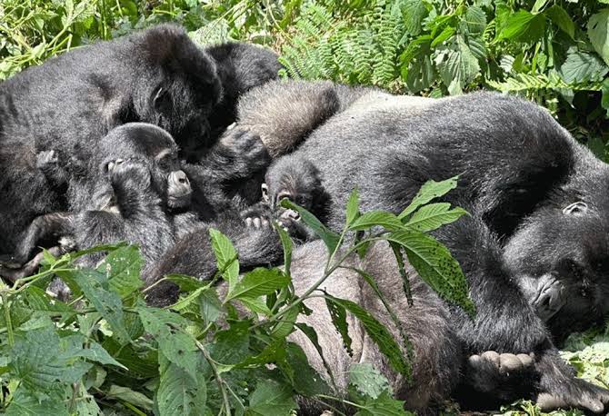 Uganda primate safari comparison – gorilla or chimpanzee trekking