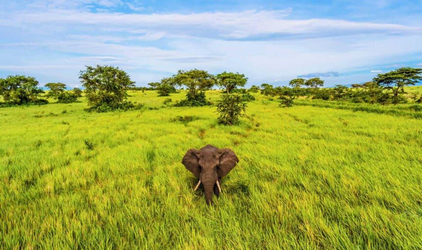 Uganda Safari Activities for Kids Under 15 – 2026 Guide 3 Uganda Safari Activities for Kids Under 15 – 2026 Guide