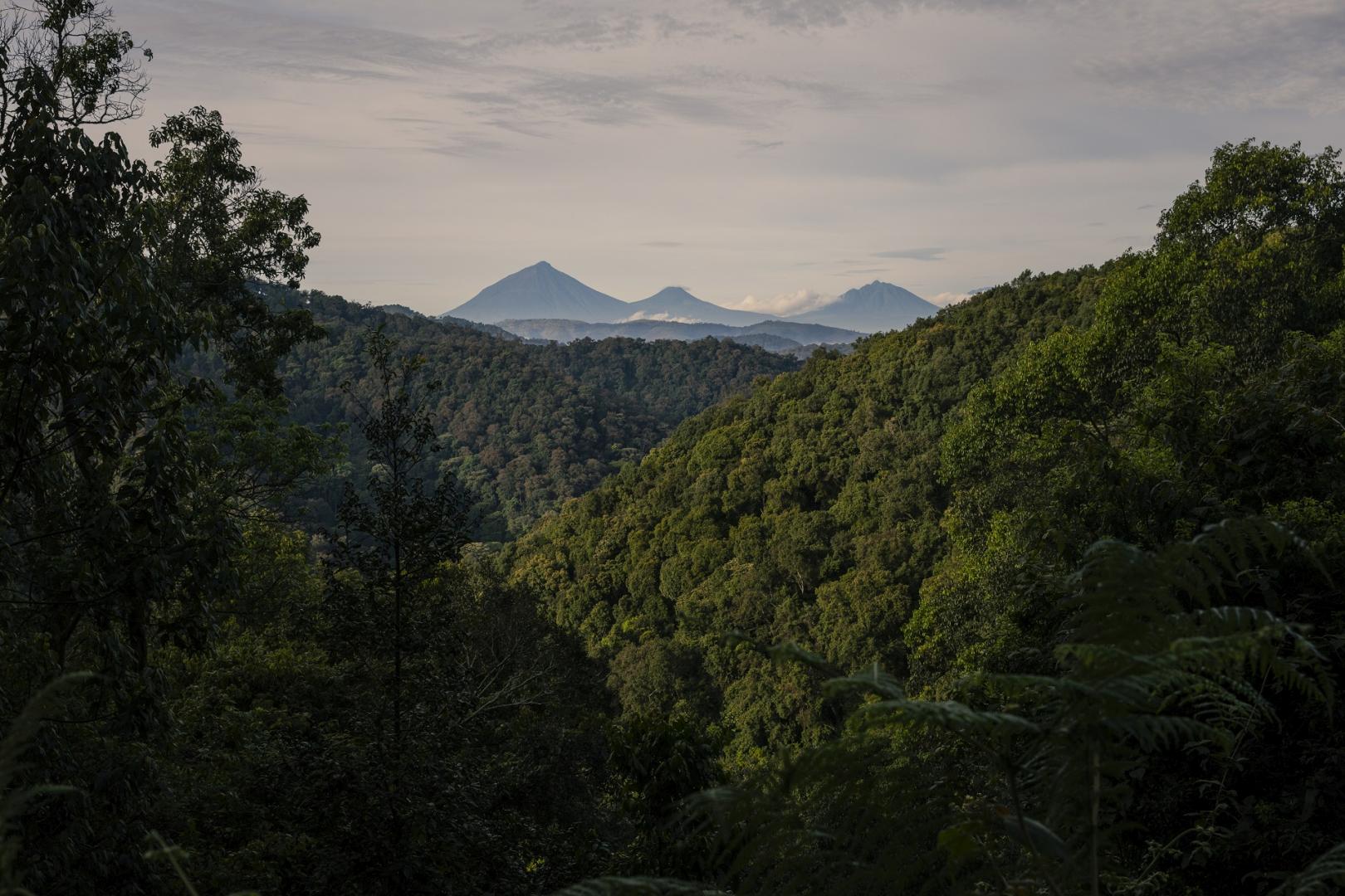Uganda virus outbreak tourist park safety – gorilla trekking group in Bwindi Impenetrable Forest