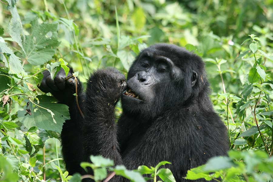 Uganda virus outbreak tourist park safety – safari vehicle viewing wildlife in Murchison Falls