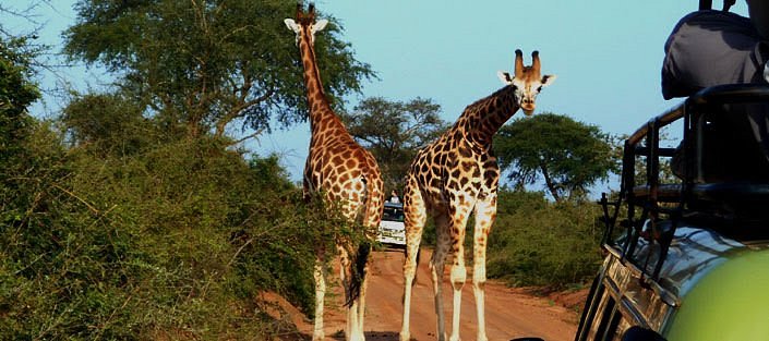 Uganda vs Kenya safari cost and wildlife comparison – Masai Mara game drive Kenya