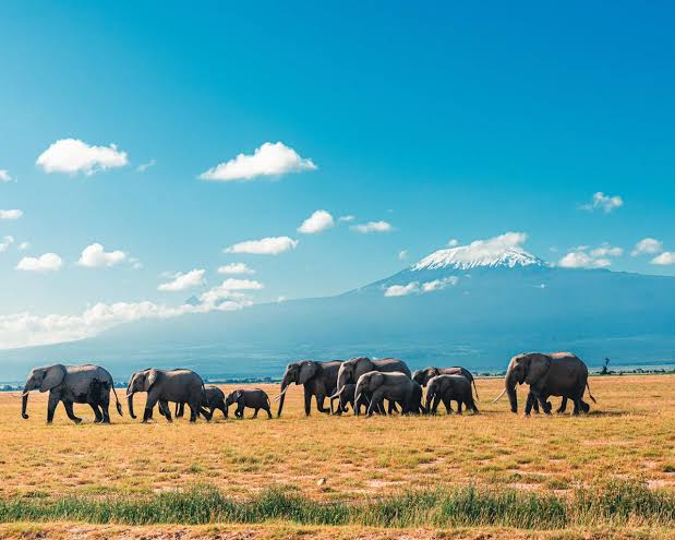 Uganda vs Kenya safari cost and wildlife comparison – elephants in Uganda and Kenya