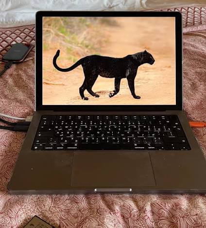 Can You Really Work Remotely from Uganda Safari in 2026? The Ultimate Digital Nomad Guide