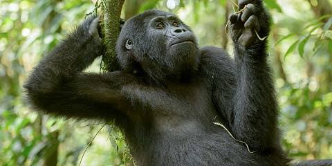 A mountain gorilla in Bwindi on a 10 day Uganda gorilla trekking and Kenya Masai Mara safari itinerary