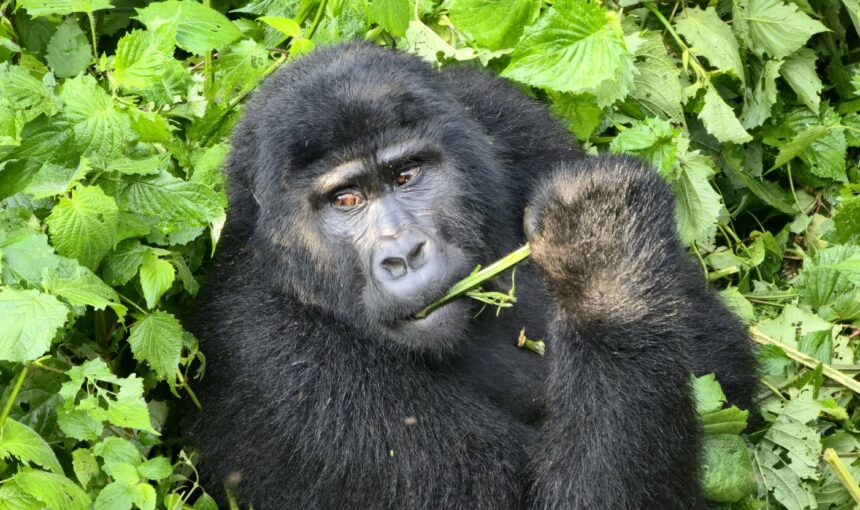 14 Day East Africa Tour Package: Uganda Gorillas, Serengeti Migration & Zanzibar (2026/2027 Guide)