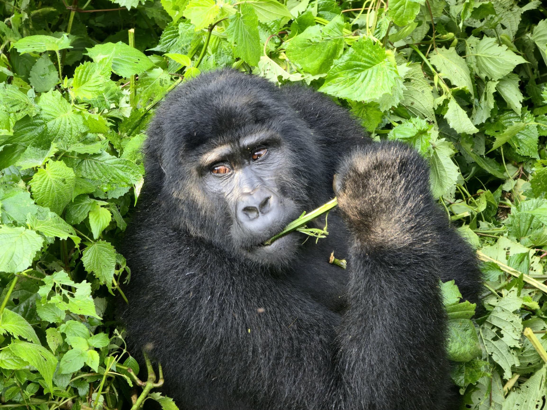 A mountain gorilla in Bwindi on a 14 day East Africa tour package Uganda gorillas Serengeti migration Zanzibar