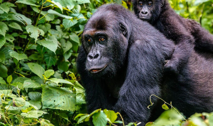 4 Day Bwindi Gorilla Trekking Safari by Road: What to Expect