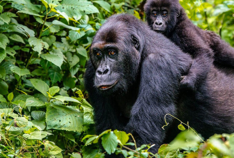 4 day Bwindi gorilla trekking safari by road — vehicle on the road to Bwindi through western Uganda