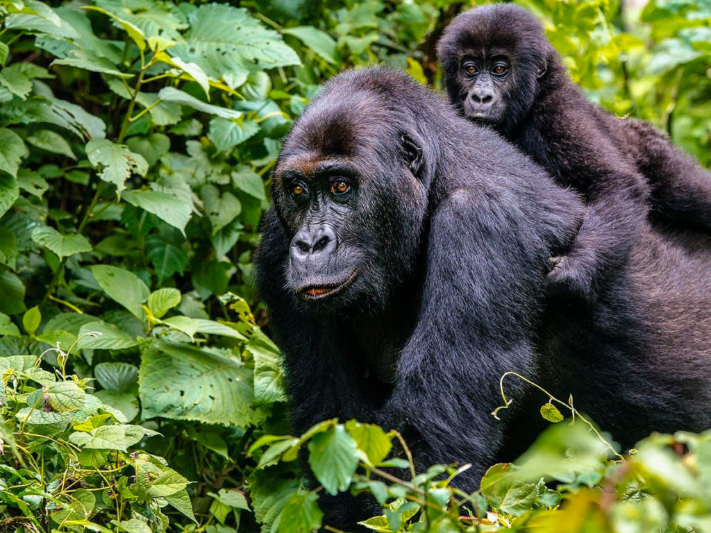 4 day Bwindi gorilla trekking safari by road — vehicle on the road to Bwindi through western Uganda