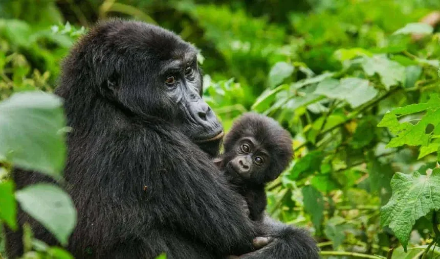 4 Day Gorilla Trekking and Lake Bunyonyi: The Complete Route