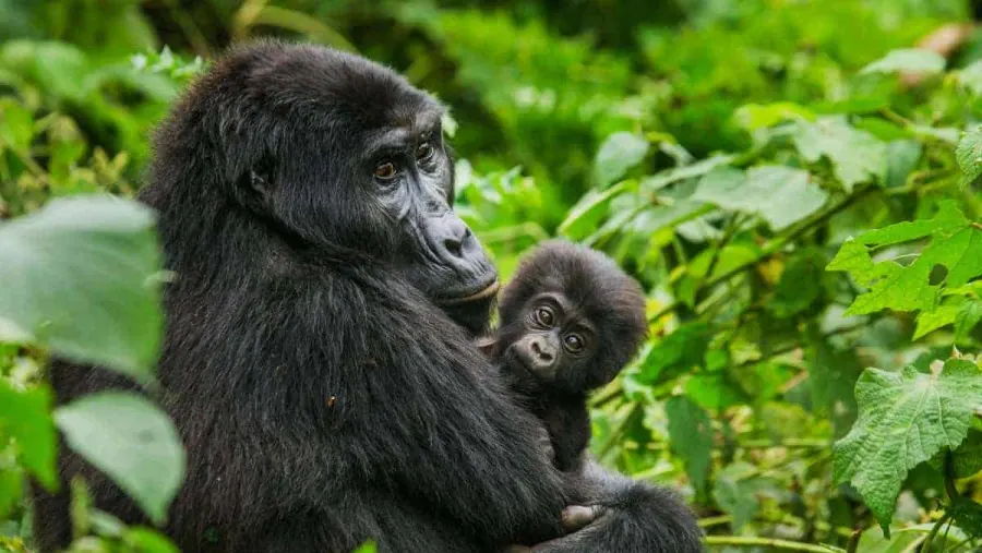4 day gorilla trekking and Lake Bunyonyi — canoe on Lake Bunyonyi with terraced hills behind