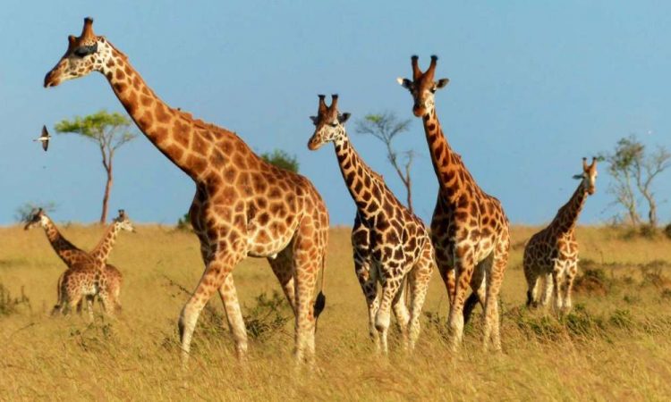 4 Day Uganda Wildlife Safari from Kampala: What to Expect