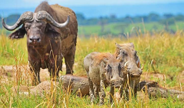 5-Day Murchison Falls Safari with Top of Falls Hike: Ultimate Guide (2026/2027) 2 Game drive in Murchison Falls National Park spotting elephants and giraffes
