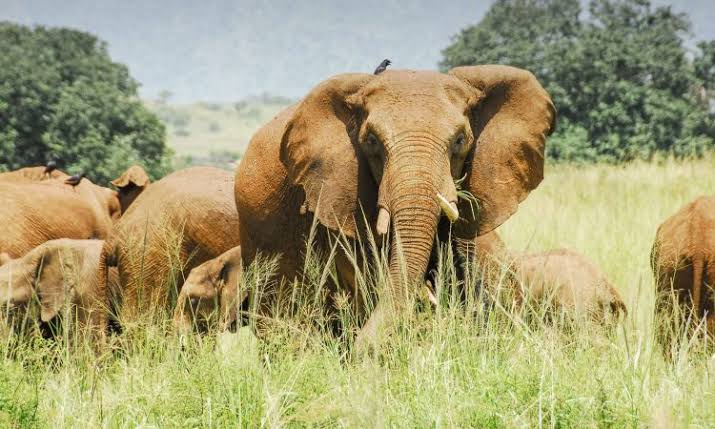 5-Day Murchison Falls Safari with Top of Falls Hike: Ultimate Guide (2026/2027) 6 Lions, elephants, and giraffes in Murchison Falls National Park, Uganda