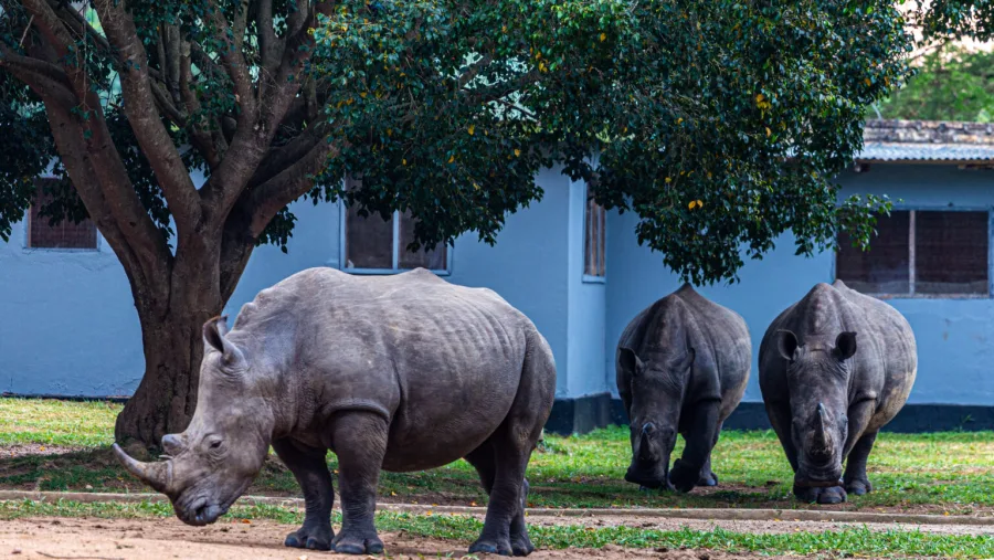 5-Day Murchison Falls Safari with Top of Falls Hike: Ultimate Guide (2026/2027) 5 Rhino tracking on foot at Ziwa Rhino Sanctuary en route to Murchison Falls