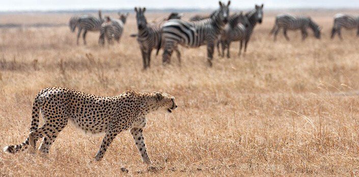 5 Day Kidepo Valley Safari: Uganda's Wildest Park 1 5 day Kidepo Valley safari — vehicle on the savannah in Kidepo Valley National Park
