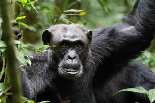 5 day Murchison Falls and chimpanzee safari — vehicle on the road between the parks