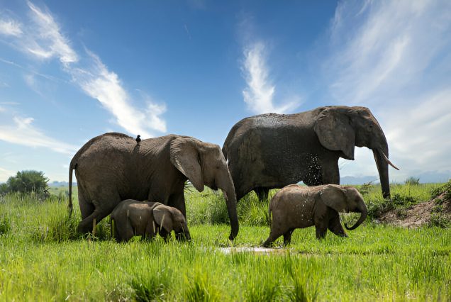 5 day Uganda family safari — family of four on a game drive in a safari vehicle