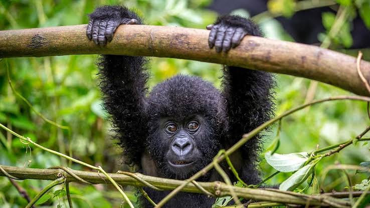 5 Day Uganda Gorilla and Wildlife Safari: The Complete Route