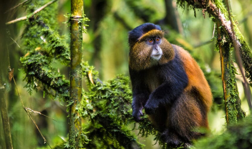 6 Day Gorilla and Golden Monkey Safari: The Complete Route