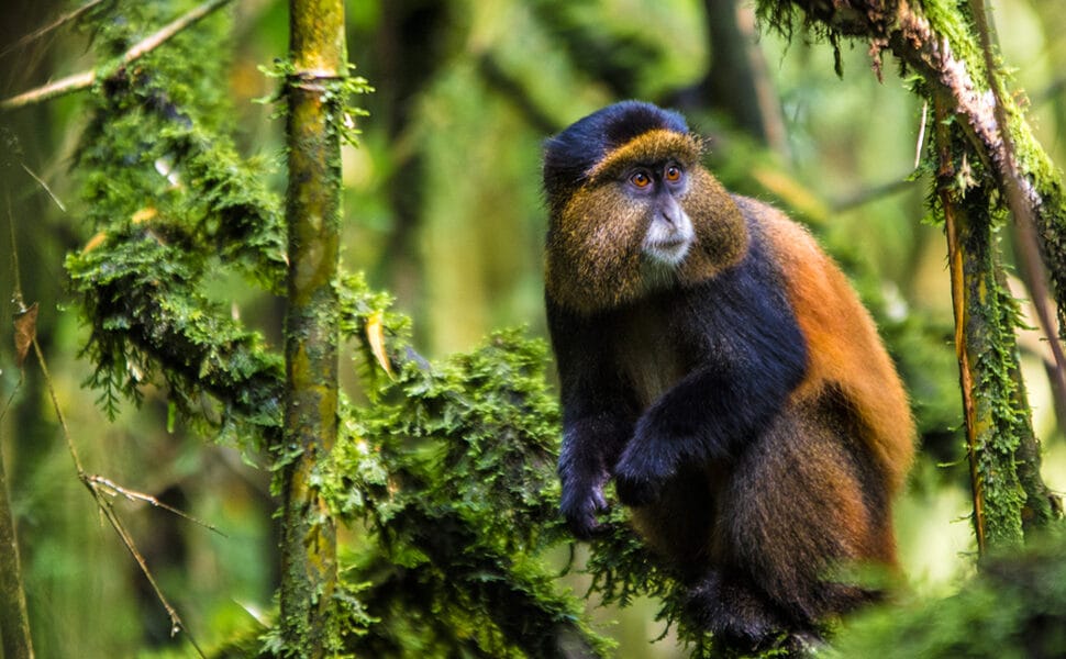 6 day gorilla and golden monkey safari — mountain gorilla in Bwindi and golden monkey in Mgahinga