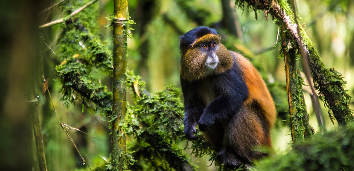 6 day gorilla and golden monkey safari — mountain gorilla in Bwindi and golden monkey in Mgahinga