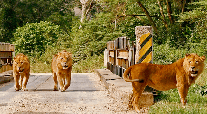 6 day Uganda safari covering Murchison, Kibale and Queen Elizabeth — safari vehicle on a western Uganda road