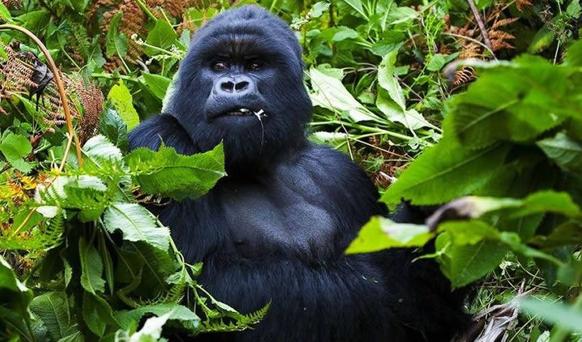 A mountain gorilla on an affordable gorilla safari Bwindi in Uganda