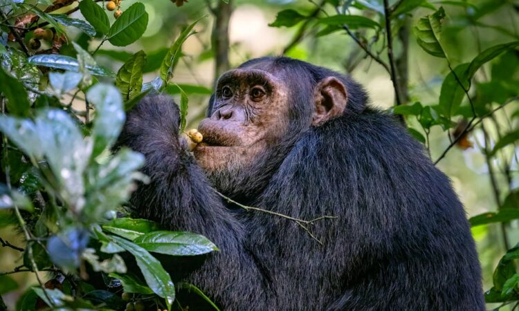 Budget chimpanzee tracking in Kibale, part of affordable safari packages Uganda 2026