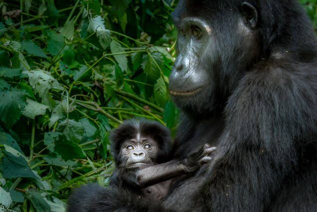 Budget gorilla trekking in Bwindi, part of affordable safari packages Uganda 2026